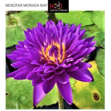 N. MORADA BAY N. MORADA BAY